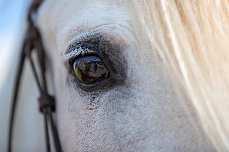horse-6363466_600 horse-6363466_600